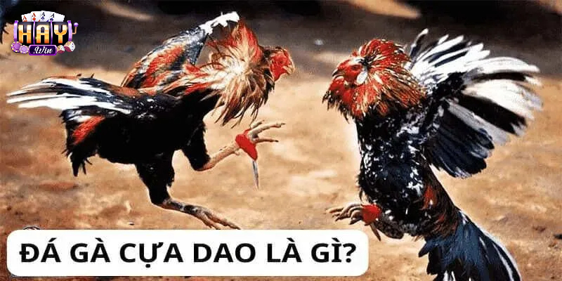 Không khí tập trung trước một trận đấu cựa dao