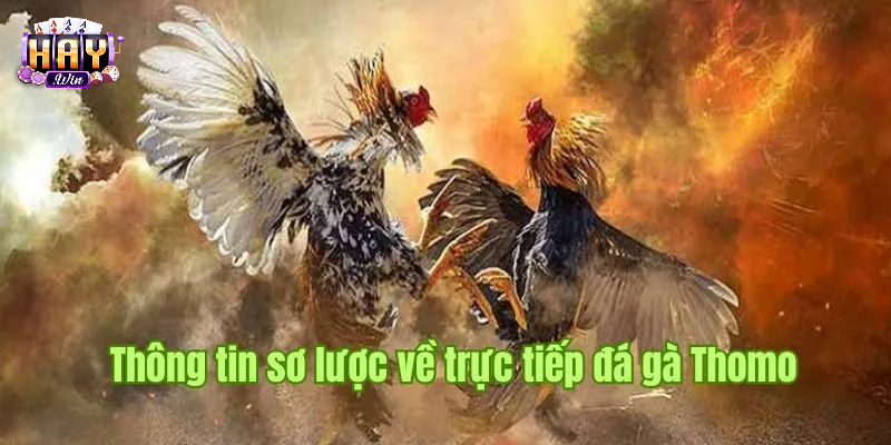 Hai chiến kê di chuyển và tạo thế trong trận đấu