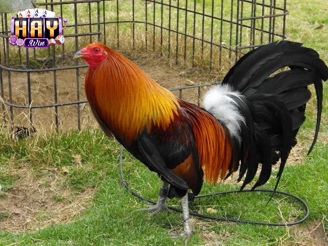 Chiến kê thể hiện dáng di chuyển đặc trưng khi vận động